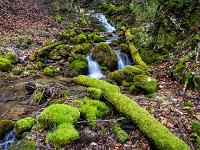 Grün bemooste Baumstämme und Steine vor Kaskaden
